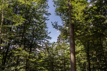 Heidelberg und Neckartal