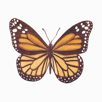Hand painted watercolor monarch butterfly, insect illustration