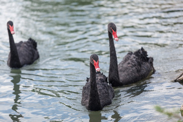 Naklejka premium Beautiful black swans swimming in a lake