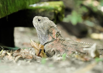 Endemic lizard Tuatara closeup from reptile´s natural habitat in New Zealand