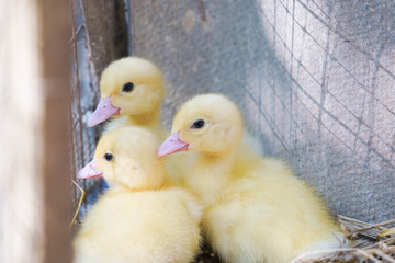 Cute duckies in their nest. Yellow ducklings on hay.Duck is numerous species in the waterfowl family.Tiny Baby Ducklings hatchling in agriculture farming