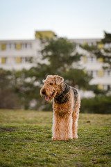 Lakeland terrier on nature background in park.