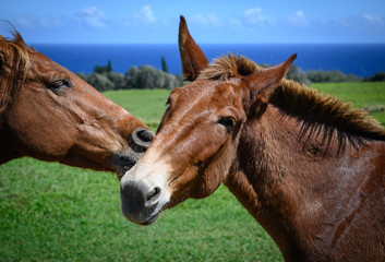 Horses - Big Island, Hawaii