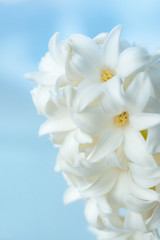Fototapeta na wymiar Hyacinth close-up.Concept of a greeting card for a holiday