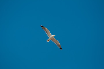 seagull in flight
