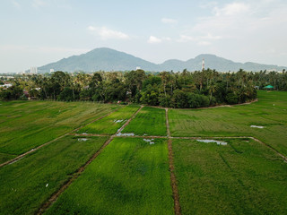 Aerial view green scenery at paddy field.
