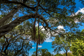 In a park in Sydney, Australia at a cloudy day in summer, viewing some exotic trees.
