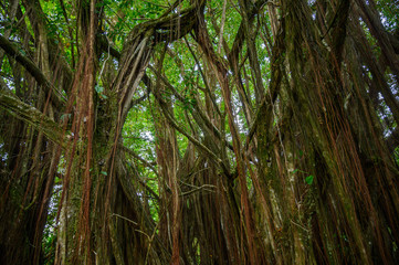 Fototapeta na wymiar Akaka Falls State Park - Big Island, Hawaii