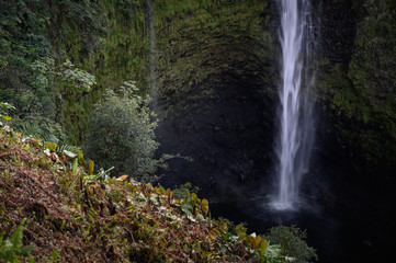 Naklejka na ściany i meble Akaka Falls State Park - Big Island, Hawaii