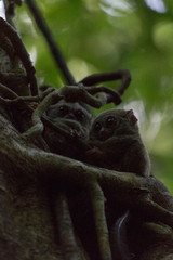 two tarsius on a tree in Tangkoko park
