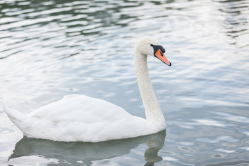 Beautiful white swans swimming in a lake