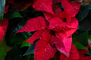 Beautiful red flower poinsettia with water drops. Traditional plant for Christmas. Horizontal with copy space - Powered by Adobe