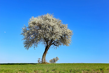 Einsamer Obstbaum mit Mond