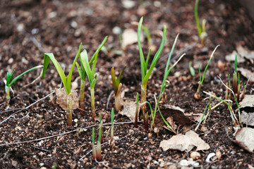 Green spring onion sprouts peek out of the ground. Spring garden background.