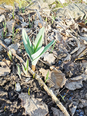 Tulips sprout from the ground through white snow in the chill of springtime. Tulip leaves are covered with frosty ice. Frozen fresh green leaves of a tulip.