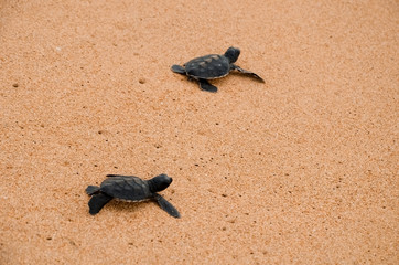 Two little turtles crawl along the sand on the ocean to the water. saving and stick animals in the Sea Turtles Conservation Research Project Center in Bentota, Sri Lanka..