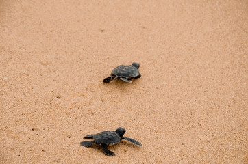 Two little turtles crawl along the sand on the ocean to the water. saving and stick animals in the Sea Turtles Conservation Research Project Center in Bentota, Sri Lanka..