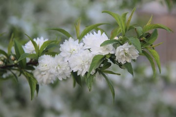 white flowers in the garden