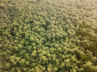 Aerial view mangrove swamp forest.