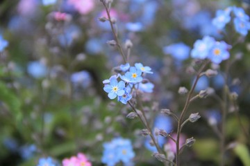 forget me not flowers myosotis
