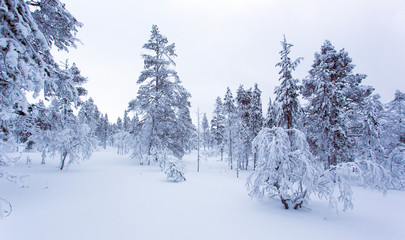 A frozen landscape in Finland