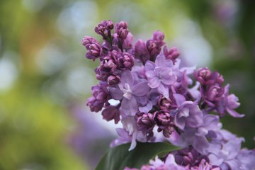 lilac flowers on a branch