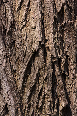 Texture of natural tree bark for background