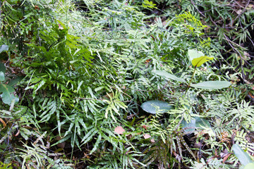 A detail of plants in the wood