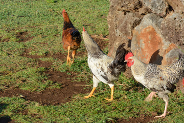 Roosters at sunrise with a stone wall