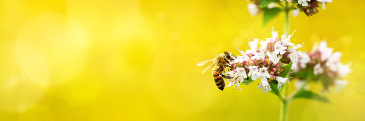 A wild bee visits the flowers of oregano (Origanum vulgare) - obrazy, fototapety, plakaty