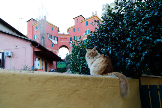 Gatto Della Garbatella