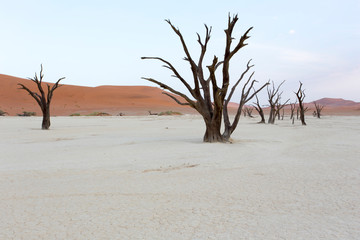 A photo of famous deadvlei desert