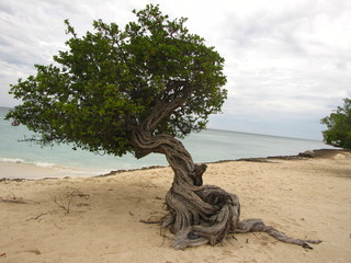 Fototapeta premium Divi divi tree