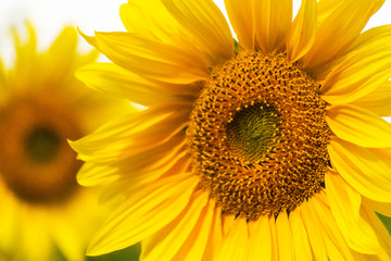 Obraz premium Yellow sunflower close-up, blurred background. Harvest concept.