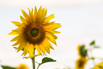 Obraz premium Yellow sunflower close-up, blurred background. Harvest concept.