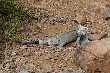 iguana2