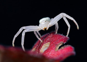 Macro picture of a stunning crab spider (Thomisidae) standing on a colorful flower isolated with a black background. Scary white european spider in the garden. 