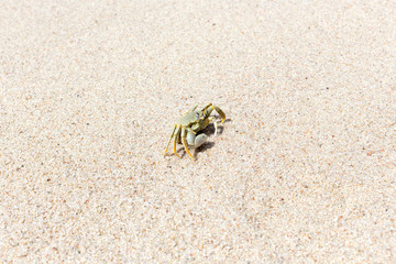 A lonely crab in the sand