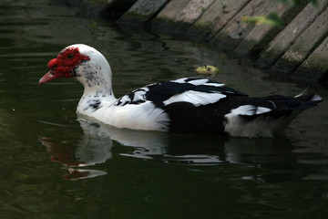 White duck swimming in green lake