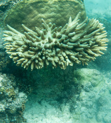 Naklejka na ściany i meble Few remaining living corals