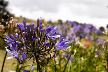 Agapanto un camuflaje tribal.