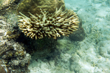 Fototapeta na wymiar Few remaining living corals