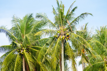 Fototapeta premium Coconut plant in row