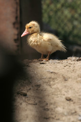 Yellow pat in a farm