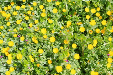 壁紙　黄色い花