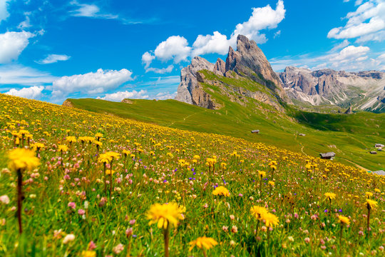 Yellow Flowers In Green Field, Seceda Mount, Dolomites Alps, Alto Adige, Italy