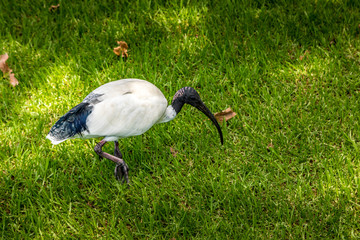 Australian Ibis bird in a park in Sydney, New South Wales, Australia at a hot and sunny day.
