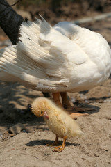 Yellow pat and white duck