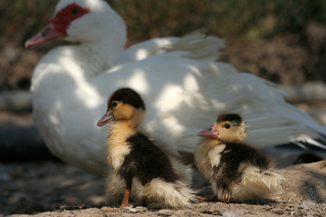 Yellow pat and white duck