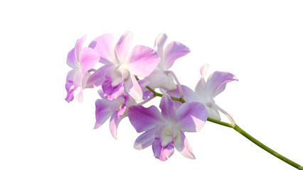 Fototapeta na wymiar bouquet of beautiful orchid flowers with work path
